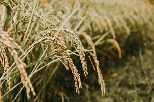 Farmer examining crop with agricultural expert